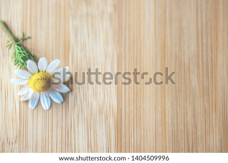 Daisy flower  on a wooden table, close up. Space for text or picture logo.