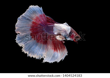 "Halfmoon Betta" capture the moving moment beautiful of siam betta fish in thailand on black background 