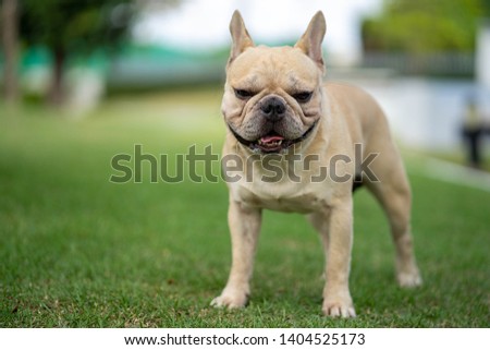 French Bulldog is sitting down on the grass in the garden.
