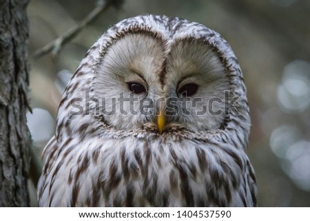 Ural owl (Strix uralensis) in its own environment
