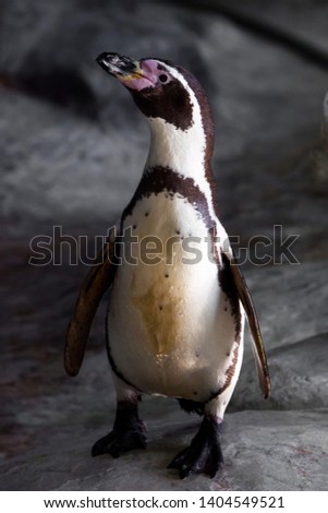 Humboldt penguin, a beautiful penguin with an innocent look close up on a stone.