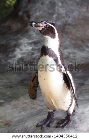 Humboldt penguin, a beautiful penguin with an innocent look close up on a stone.