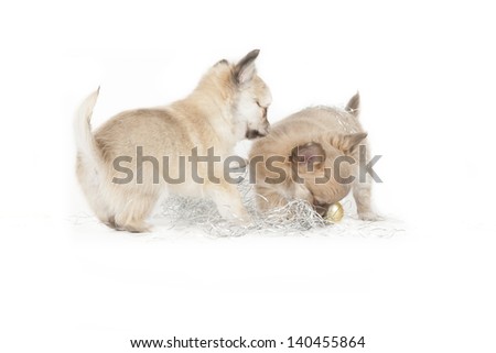 chihuahua pup isolated on white background