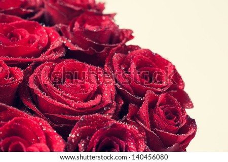 Bouquet of red roses in front of a white background.