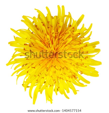 Single yellow Dandelion flower isolated on a white background.