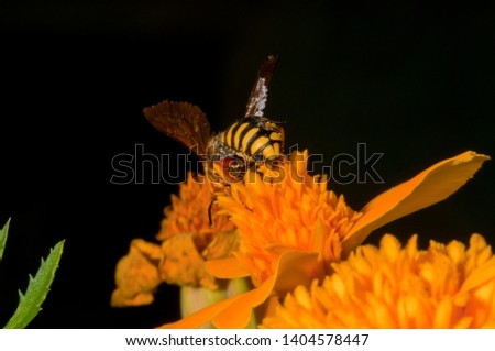 A macro bee pic from the back on a yellow flower working on to have pollin to make honey