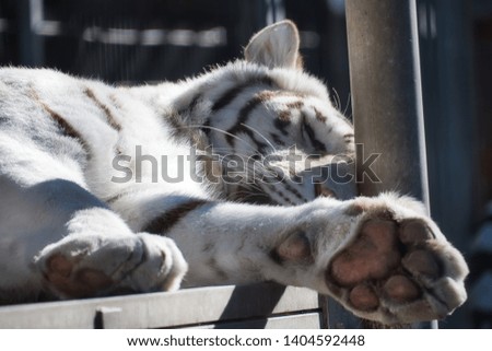 A large White Bengal Tiger soaking up the sun while sleeping in his enclosure at the zoo.