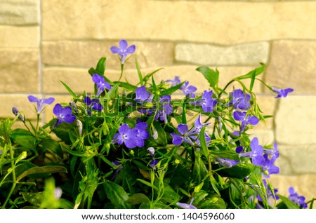 Blue flowers of lobelia on decorative stone background. Studio Photo