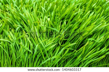 Green wheat sprouts background. Navruz traditional decoration.