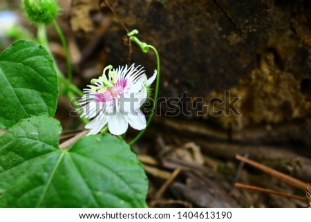 Fetid passionflower, Scarletfruit passionflower, Stinking passionflower (Passiflora foetida)