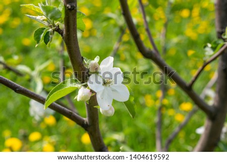 Apple branches with white flowers in may