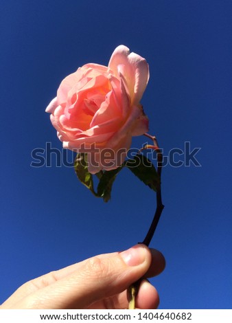 Beautiful pink rose with a blue background of the sky