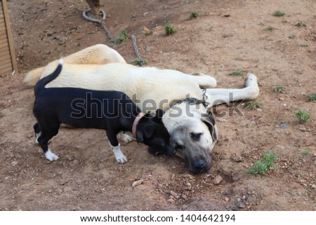 Kangal dog and little friend Royalty-Free Stock Photo #1404642194