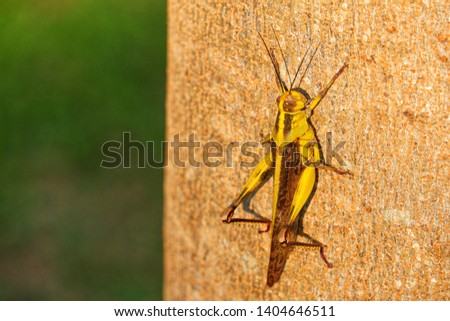 Close up alone yellow grasshopper (Caelifera) perched on a tree trunk. 