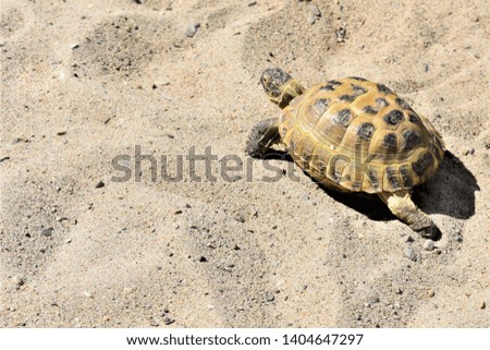 
A small Central Asian tortoise walks along the sand on the beach.
