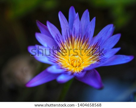 Close-up pictures of purple and yellow lotus flowers that are blooming in the garden.