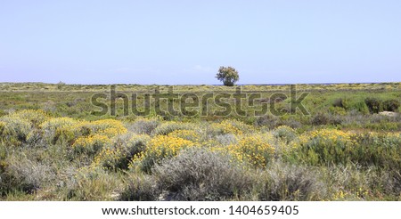 Typical vegetation of the Manga del Mar Menor in Murcia, Spain, Photo with space for advertising, blank space for your promotional text or advertising content,
