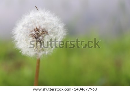 The day when the kind of the dandelion leaves