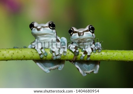 Beautiful amazon milk frog on branch, Panda Bear Tree Frog, Trachycephalus resinifictrix