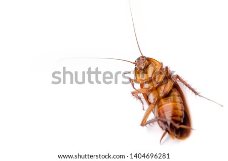 Cockroach isolated on white background.
