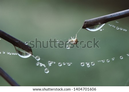 Dew drops laid along the wire of a spider web. The spider web with dew drops. Abstract background
