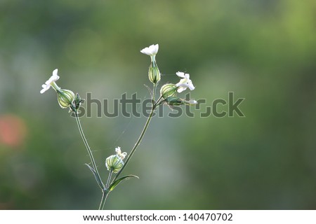 Nice wild flowers in back-light - shallow DOF photo