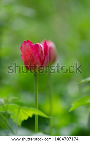 Colorful tulips in the garden. Blooming flowers. Beautiful pictures of tulips.