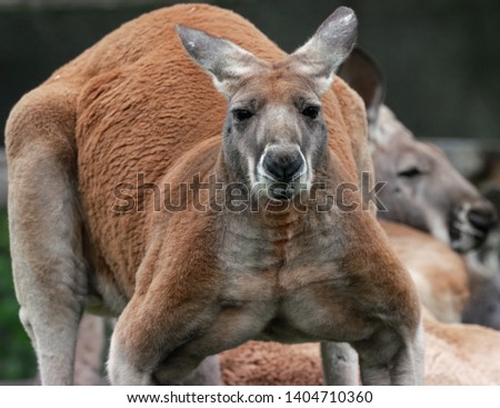 huge kangaroo with big  muscles is watching you