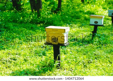  Colored small hives on black pillars in a row on a forest glade in the morning in Ukraine.