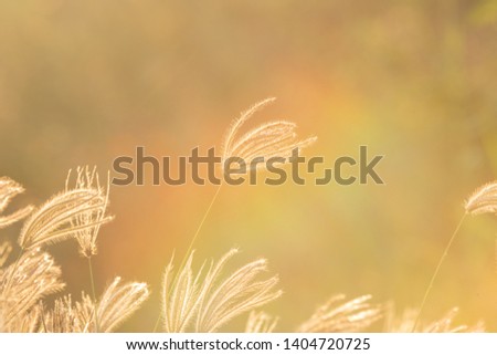Beautiful rim-light of wild grass flowers against sunlight in morning or sunset, with copy space