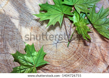 Round cut of a tree with annual rings and leaves of a maple. Close-up, macro. The background is blurred, bokeh. Desktop wallpaper or postcard. Royalty-Free Stock Photo #1404726755