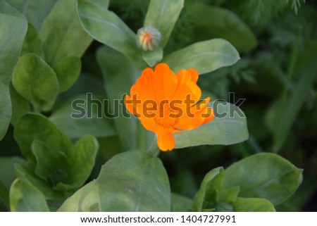 Pot marigold -Calendula officinalis plant