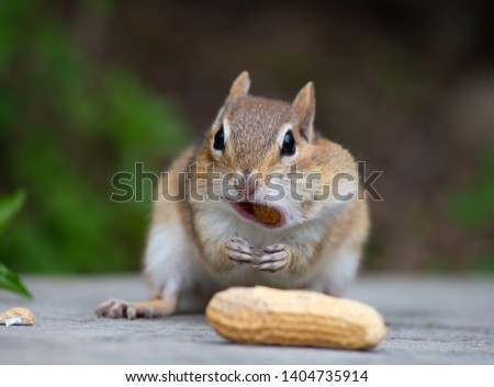 playful chipmunks having nuts in mouth