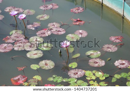Hong Kong, China - 2 Feb 2014, Lotus flowers floating in the water.