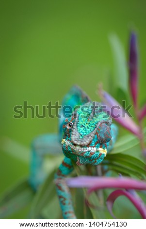 Blue panther chameleon (crucifer pardalis)