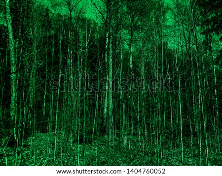 Dark green mystical woods. Abstract view