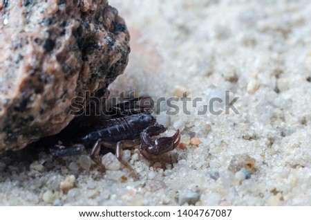 Scorpio hiding under a stone, close up.
