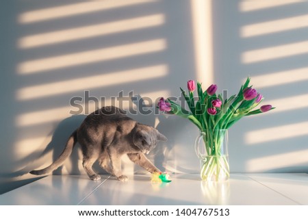Soft focus portrait of playful and active purebreed russian blue cat posing on table with booquet of tulips in glass vase. Beautiful domestic kitten leisure time. Funny kitty with flowers behind wall