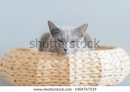 Lovely little kitten resting in bed. Indoor home portrait of purebred adorable cat lying with funny facial expression in cat house on gray background.  Russian blue cat relaxing in straw basket