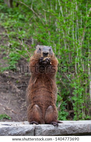 North American Groundhog eating peanuts