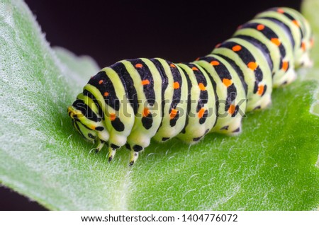 Caterpillar of the Machaon crawling on green leaves close-up