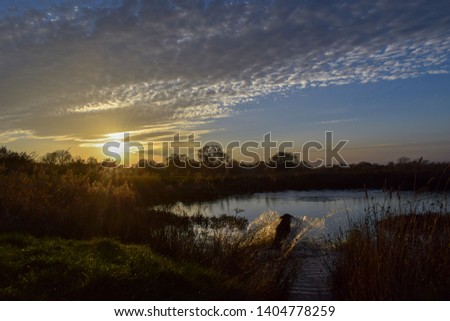 Dog jumping in to a pond at sunset
