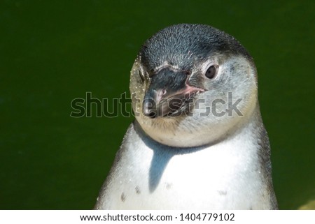 Little penguin wisely looking with green background