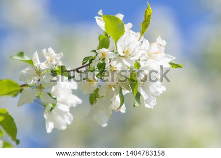The white flowers of the apple tree are the green leaves of the tree against the blue sky.