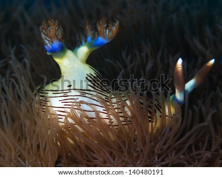 Nudibranch, Harlequin nudibranchs (Nembrotha lineolata)