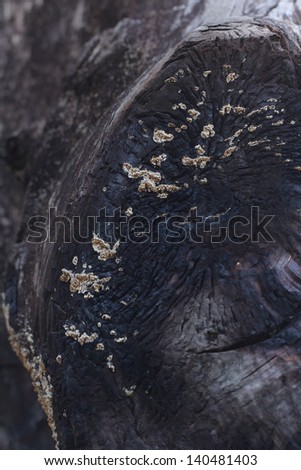 Black wood texture of burnt tree after fire