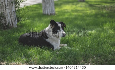 A lonely stray dog with sad eyes is lying on the grass and waiting for its owner. Hungry friend in the park