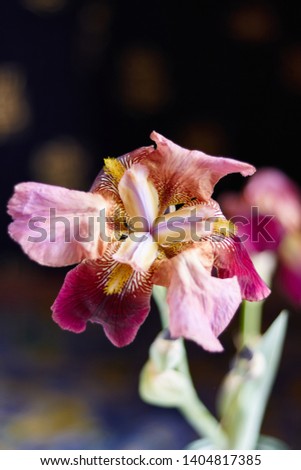 Beautiful irises close up as background. Colorful spring flowers irises, soft focus. Beautiful bokeh. Macro crocus flowers.