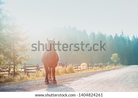horse and foal. horses in the sunset. Carpathians,  Ukraine 
