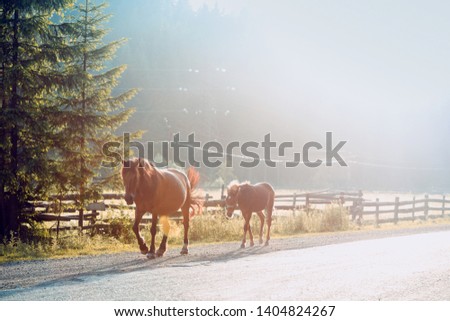 horse and foal. horses in the sunset. Carpathians,  Ukraine 
